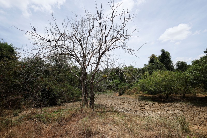 T.B. Leelawathie (49 tahun) dan temannya berjalan membawa ember dan bak saat hendak mandi di sungai yang telah mengering di Desa Galwela Yaya, Distrik Ampara, Sri Lanka, pada 27 Agustus 2026. (REUTERS/Priyanshu Singh)