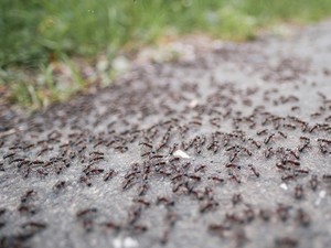 7 Bahan Alami untuk Mengusir Semut, Bagaimana agar Tidak Datang Lagi?
