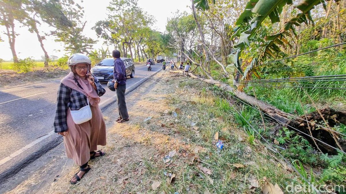 Pohon Tumbang di Ponorogo Timpa Pemotor, Seorang Lansia Tewas