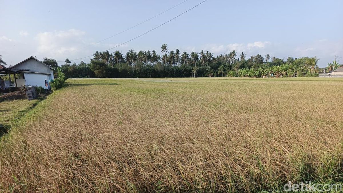 47 Hektare Lahan Pertanian di Jembrana Puso gegara Kemarau