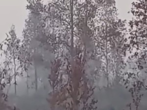 Video Terjebak Asap Karhutla! Induk & Anak Orangutan Bertahan di Atas Pohon