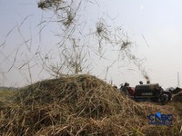 Potret Petani Panen Padi Saat Kekeringan, Air BKT Jadi Penyelamat