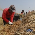 Panen padi di Rorotan, Jakarta, Kamis (3/9/2026). (CNBC Indonesia/Muhammad Sabki)
