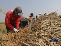 Panen padi di Rorotan, Jakarta, Kamis (3/9/2026). (CNBC Indonesia/Muhammad Sabki)