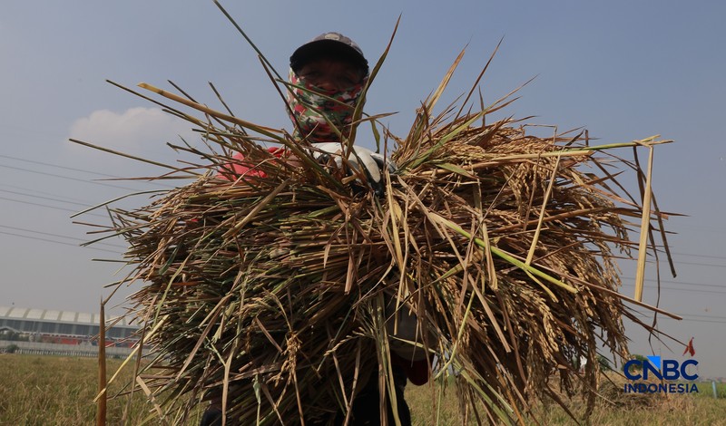 Panen padi di Rorotan, Jakarta, Kamis (3/9/2026). (CNBC Indonesia/Muhammad Sabki)