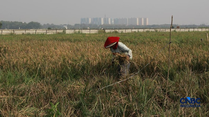 Panen padi di Rorotan, Jakarta, Kamis (3/9/2026). (CNBC Indonesia/Muhammad Sabki)