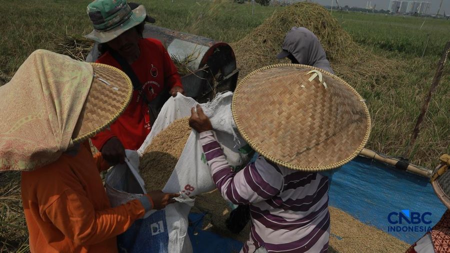 Panen padi di Rorotan, Jakarta, Kamis (3/9/2026). (CNBC Indonesia/Muhammad Sabki)