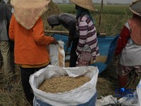 Panen padi di Rorotan, Jakarta, Kamis (3/9/2026). (CNBC Indonesia/Muhammad Sabki)