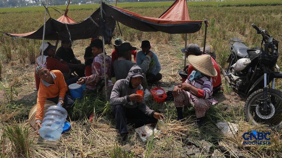Panen padi di Rorotan, Jakarta, Kamis (3/9/2026). (CNBC Indonesia/Muhammad Sabki)