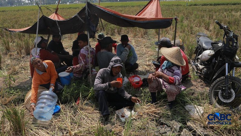Panen padi di Rorotan, Jakarta, Kamis (3/9/2026). (CNBC Indonesia/Muhammad Sabki)