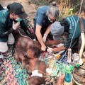 Balai Konservasi Sumber Daya Alam (BKSDA) Kalimantan Barat mengonfirmasi kematian satu individu orangutan jantan dewasa bernama Sempurna pada Minggu, 30 Agustus 2026. (Dok. kehutanan.go.id)
