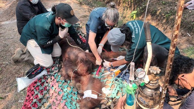 Detik-Detik Orang Utan Sempurna Tewas Saat Karhutla Hantam Kalimantan