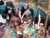 Balai Konservasi Sumber Daya Alam (BKSDA) Kalimantan Barat mengonfirmasi kematian satu individu orangutan jantan dewasa bernama Sempurna pada Minggu, 30 Agustus 2026. (Dok. kehutanan.go.id)