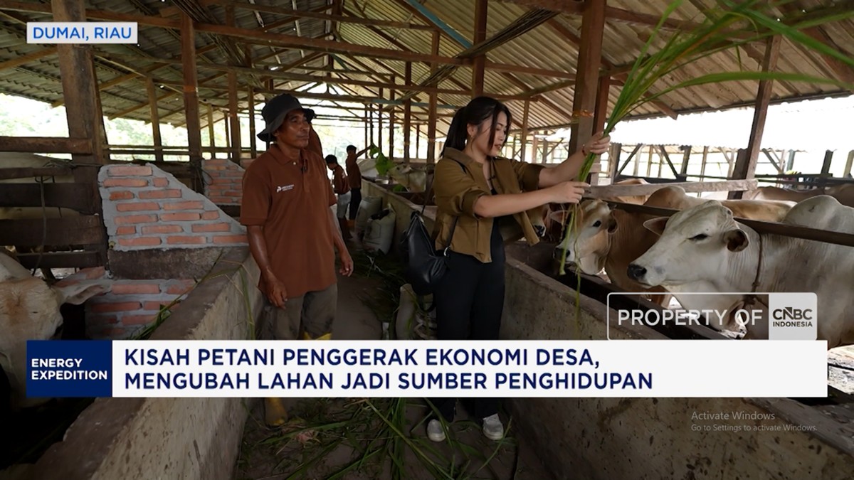 Video: Bapak-bapak dan Gen Alpha Kepincut Cuan Ternak Sapi, Ini Kisahnya