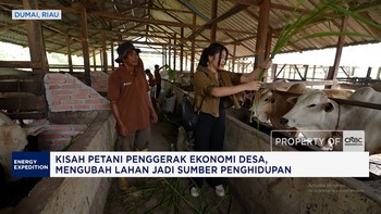 Bapak-bapak & Gen Alpha Kepincut Cuan Ternak Sapi, Ini Kisahnya