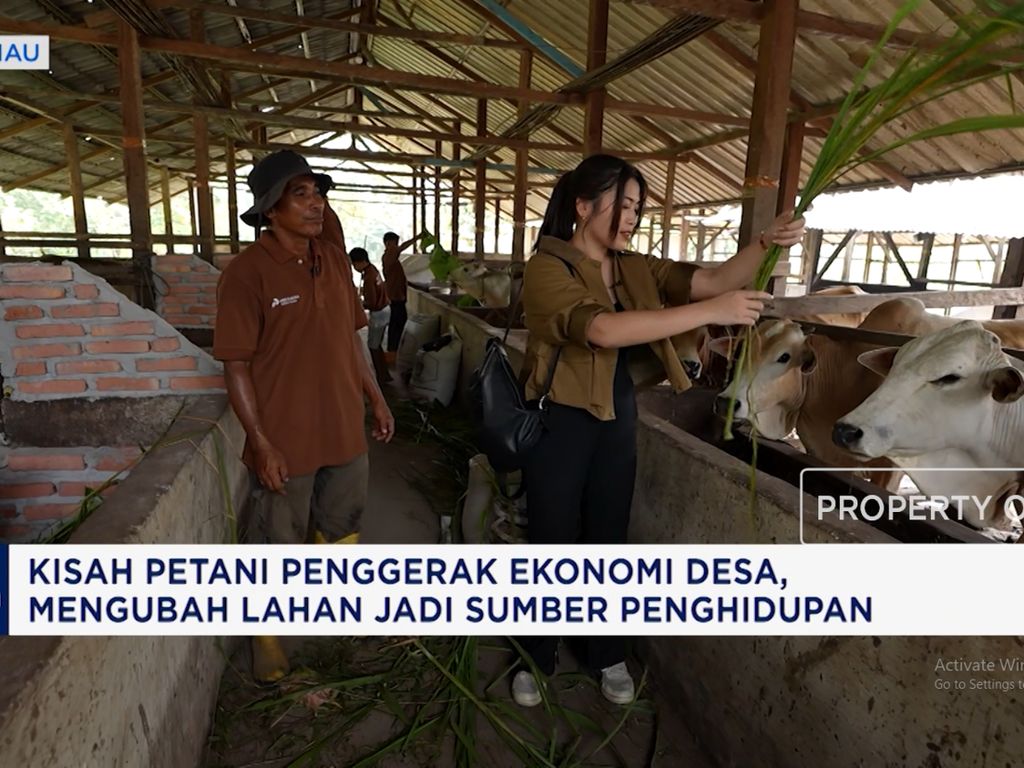 Bapak-bapak & Gen Alpha Kepincut Cuan Ternak Sapi, Ini Kisahnya