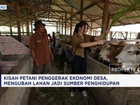 Bapak-bapak & Gen Alpha Kepincut Cuan Ternak Sapi, Ini Kisahnya