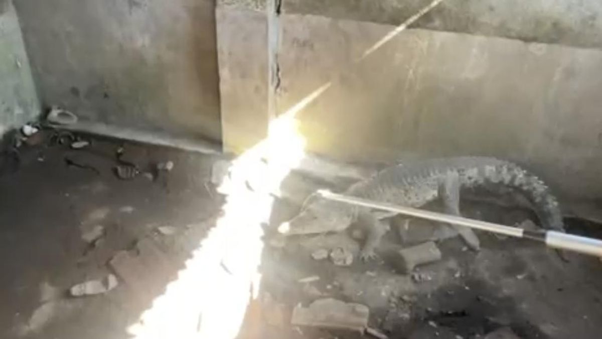 Buaya Peliharaan Dievakuasi Damkar Sidoarjo, Pemilik Mau Renovasi Rumah