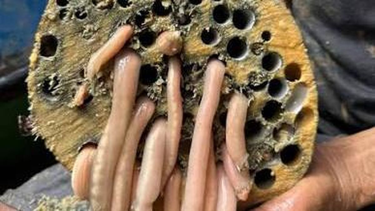 5 Fakta Tembiluk, Kerang Bentuk Unik yang Sering Dikira Cacing