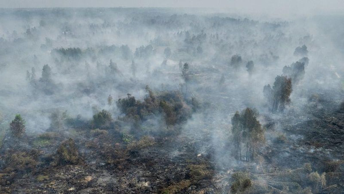 Otorita IKN Sanksi Perusahaan Perkebunan Penyebab Karhutla, Wajib Pulihkan Lahan