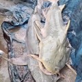 Ikan 'aneh' muncul di India setelah banjir bandang Nepal. (Instagram/Bihar_se_hai)
