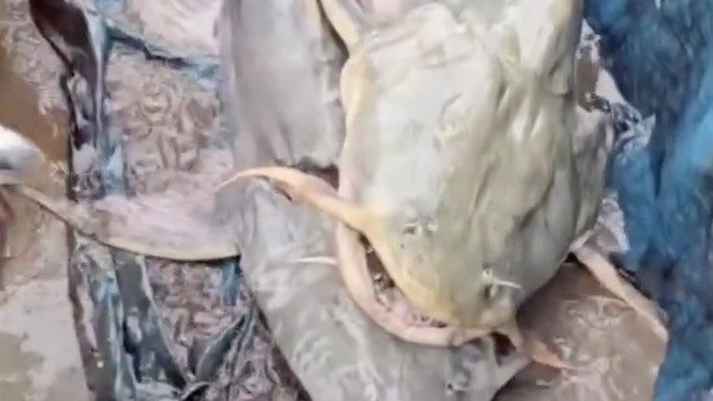 Ikan ‘Aneh’ Muncul di India Usai Banjir Nepal, Warga Dilarang Makan