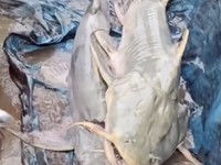 Ikan 'aneh' muncul di India setelah banjir bandang Nepal. (Instagram/Bihar_se_hai)