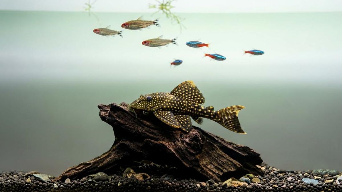 10 Ikan Pembawa Keberuntungan Menurut Fengsui, Sapu-sapu Masuk!