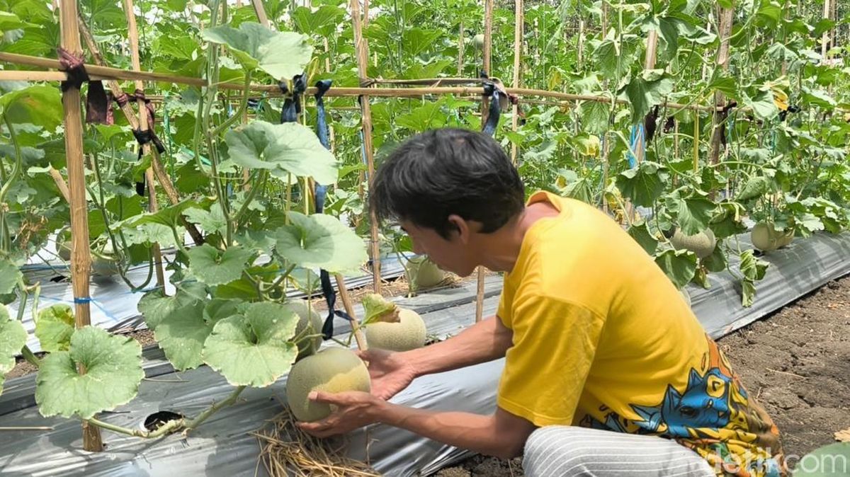 Inovasi Irigasi Tetes, Petani Pangandaran Panen Melon di Lahan Kering