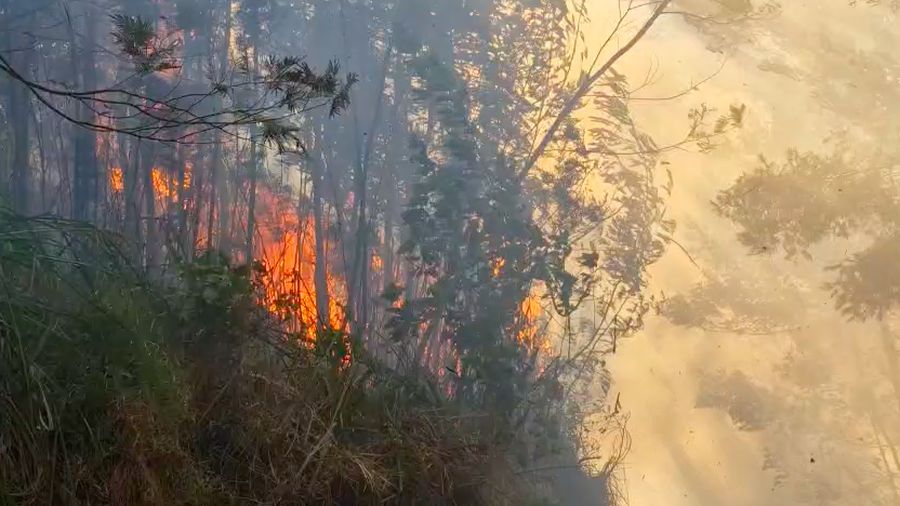 Kebakaran hutan dan lahan (karhutla) di kawasan Gunung Ungup-Ungup, Jawa Timur, terpantau meluas hingga memasuki wilayah Kabupaten Bondowoso pada Jumat (4/9/2026).