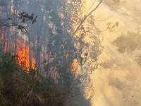 Kebakaran hutan dan lahan (karhutla) di kawasan Gunung Ungup-Ungup, Jawa Timur, terpantau meluas hingga memasuki wilayah Kabupaten Bondowoso pada Jumat (4/9/2026). (Dok. BNPB)