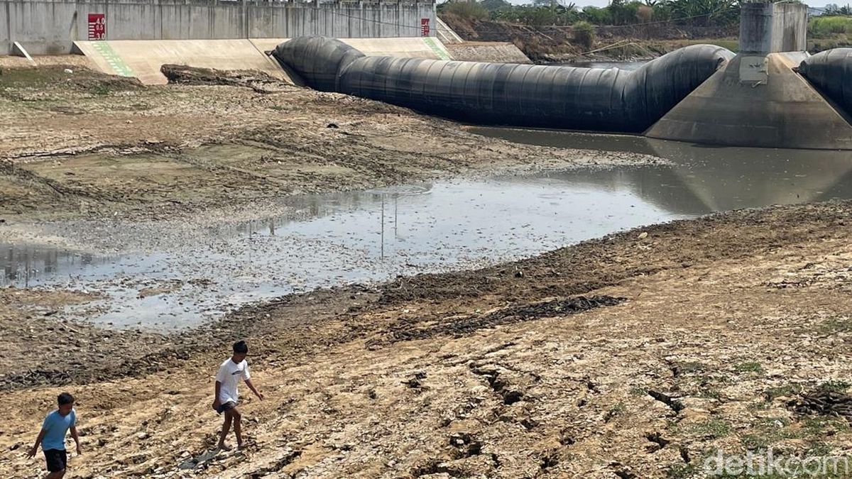 Pemkab Pati soal Bahaya Ikan Sapu-sapu Sungai Juana: Kalau Kering Mati Sendiri