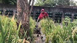 Hijaunya Hamparan Sawah di Pusat Kota Jogja