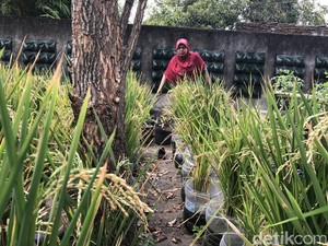Hijaunya Hamparan Sawah di Pusat Kota Jogja