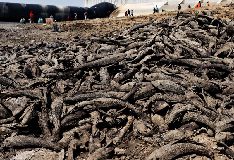 Kondisi dasar sungai yang mengering di bendungan Karet Sungai Juana akibat surutnya permukaan air selama musim kemarau di Pati, Jawa Tengah, Kamis (3/9/2026). (REUTERS/Ragil Kuswanto)