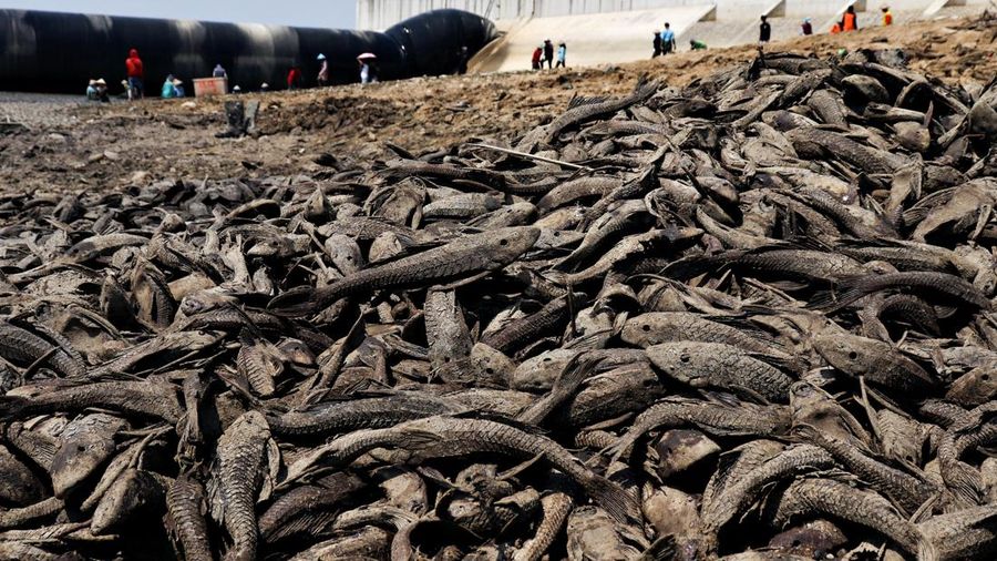 Kondisi dasar sungai yang mengering di bendungan Karet Sungai Juana akibat surutnya permukaan air selama musim kemarau di Pati, Jawa Tengah, Kamis (3/9/2026). (REUTERS/Ragil Kuswanto)
