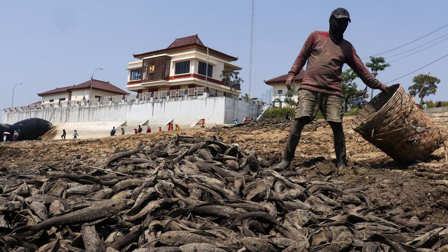 Kondisi dasar sungai yang mengering di bendungan Karet Sungai Juana akibat surutnya permukaan air selama musim kemarau di Pati, Jawa Tengah, Kamis (3/9/2026). (REUTERS/Ragil Kuswanto)