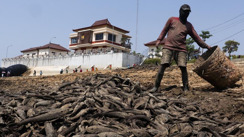 Kondisi dasar sungai yang mengering di bendungan Karet Sungai Juana akibat surutnya permukaan air selama musim kemarau di Pati, Jawa Tengah, Kamis (3/9/2026). (REUTERS/Ragil Kuswanto)