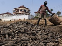 Potret Sungai Pati Kering Kerontang, Ribuan Ikan Sapu-Sapu Muncul