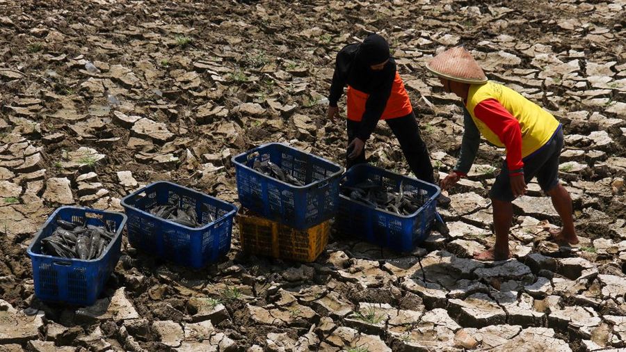 Kondisi dasar sungai yang mengering di bendungan Karet Sungai Juana akibat surutnya permukaan air selama musim kemarau di Pati, Jawa Tengah, Kamis (3/9/2026). (REUTERS/Ragil Kuswanto)