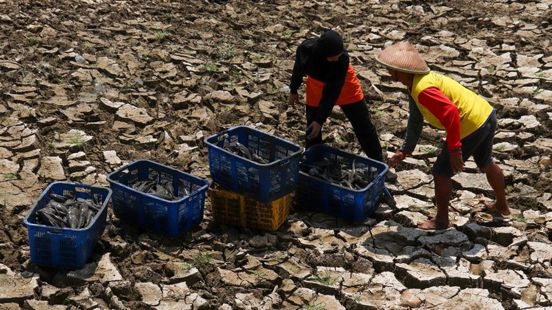 Kondisi dasar sungai yang mengering di bendungan Karet Sungai Juana akibat surutnya permukaan air selama musim kemarau di Pati, Jawa Tengah, Kamis (3/9/2026). (REUTERS/Ragil Kuswanto)