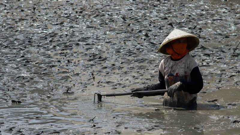 Kondisi dasar sungai yang mengering di bendungan Karet Sungai Juana akibat surutnya permukaan air selama musim kemarau di Pati, Jawa Tengah, Kamis (3/9/2026). (REUTERS/Ragil Kuswanto)