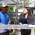 Konservasi Mangrove Simanja Pulihkan Ekosistem Pesisir