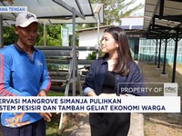 Konservasi Mangrove Simanja Pulihkan Ekosistem Pesisir