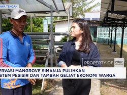 Konservasi Mangrove Simanja Pulihkan Ekosistem Pesisir