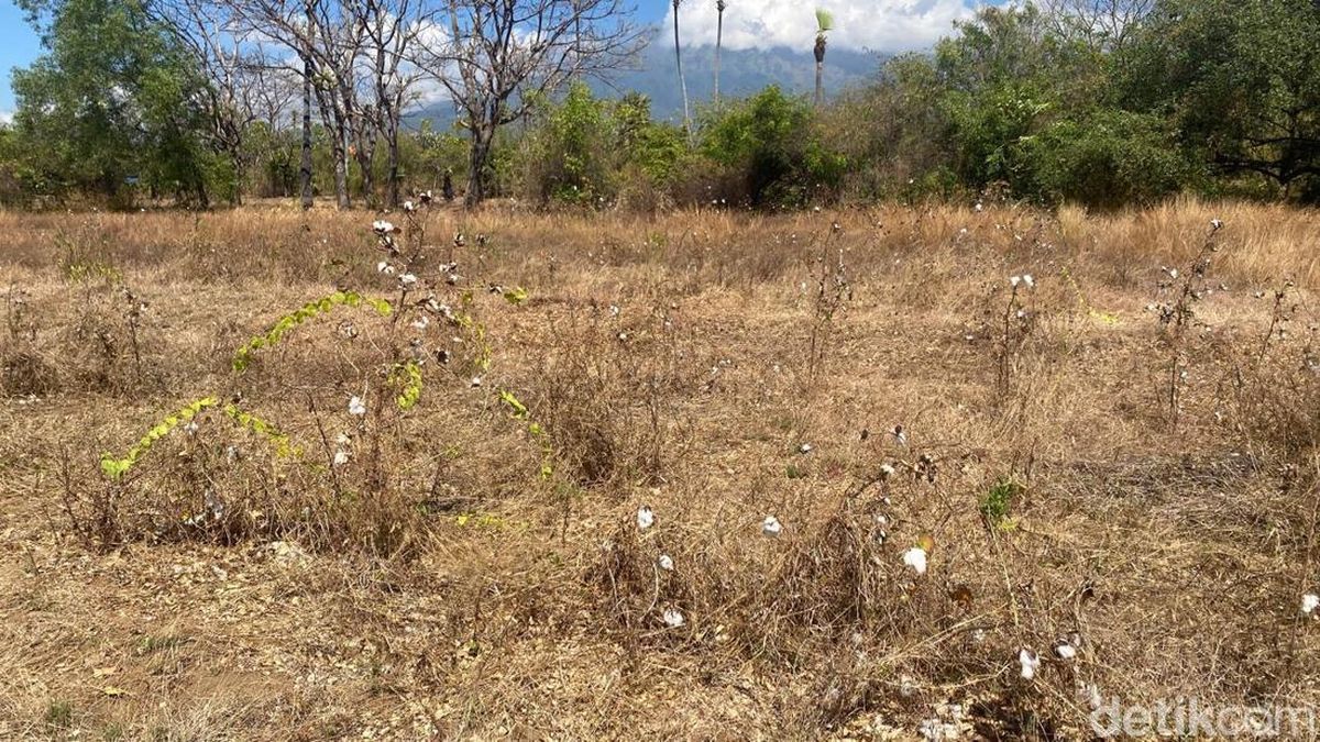 Harga Kapas Anjlok Rp 7 Ribu/Kg, Petani Karangasem Beralih Tanam Jagung
