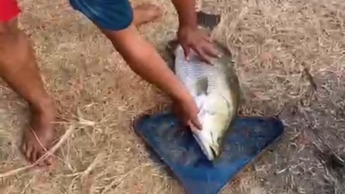 Jabar Hari Ini: Heboh Ikan Raksasa di Kolam Indramayu