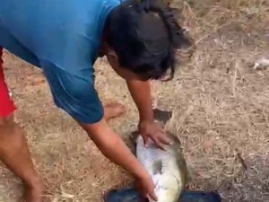 Fakta-fakta Kemunculan Ikan Raksasa di Indramayu