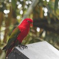 Burung Nuri Bayan. (Dok. pexels)