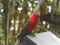 Burung Nuri Bayan. (Dok. pexels)
